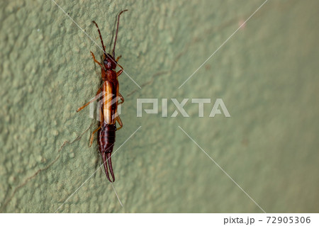 Adult Lined Earwig 72905306