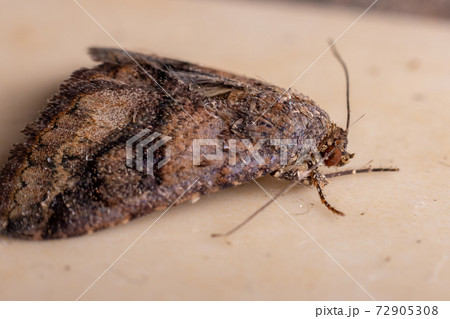 Adult Underwing moth 72905308
