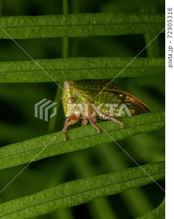 Adult Typical Treehopper Adult Typical Treehopper 72905316