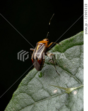 Small Plant Bug 72905319