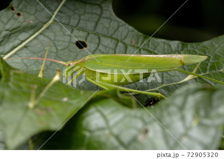 Adult Female haneropterine Katydid 72905320