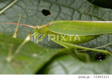 Adult Female haneropterine Katydid 72905321