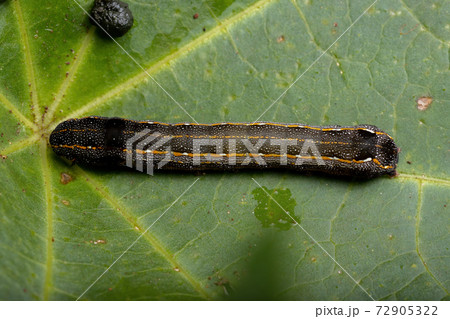 Small Caterpillar eating a plant 72905322