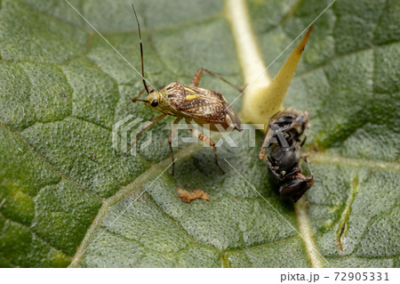 Small Plant Bug Small Plant Bug 72905331