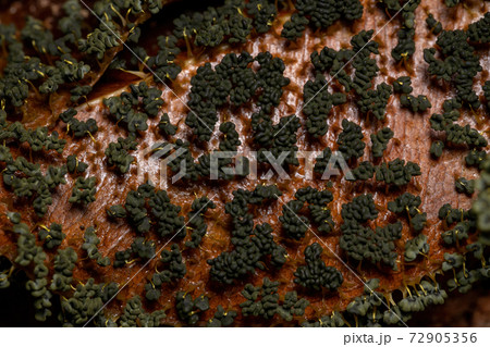 Sporangia of the Many Headed Slime scattered on dry leaves on the ground 72905356