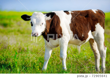A young beautiful bull grazing on a green meadow on a bright Sunny day. Breeding cattle on the farm. A young beautiful bull grazing on a green meadow on a bright Sunny day. Breeding cattle on the farm. 72905641