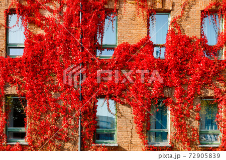 Autumnal view of red brick building covered by red foliage of parthenocissus. Autumnal view of red brick building covered by red foliage of parthenocissus. 72905839