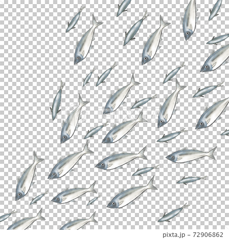 アジの大群のイラスト 72906862