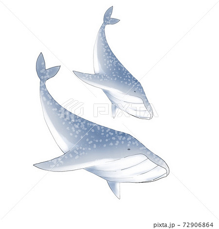 泳いでいる二匹のクジラのイラスト素材