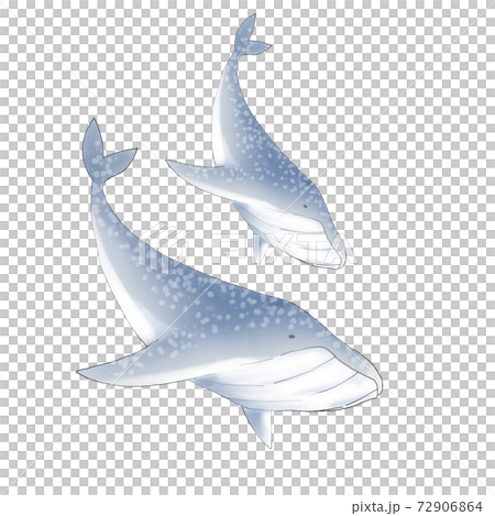 泳いでいる二匹のクジラ 泳いでいる二匹のクジラ 72906864