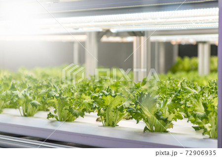 Experiment for growing Frillice Iceberg Lettuce in hydroponics indoors. Experiment for growing Frillice Iceberg Lettuce in hydroponics indoors. 72906935