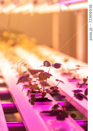 Experiment for growing strawberry in hydroponics indoors. Experiment for growing strawberry in hydroponics indoors. 72906936