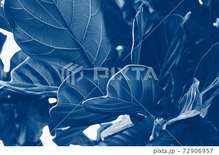 Beautiful tropical leaf texture, blue foliage nature background of green grass and exotic leaves garden 72906957