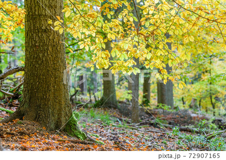 Orange and Yellow Autumn Beech Tree Leaves in brightForest Orange and Yellow Autumn Beech Tree Leaves in brightForest 72907165