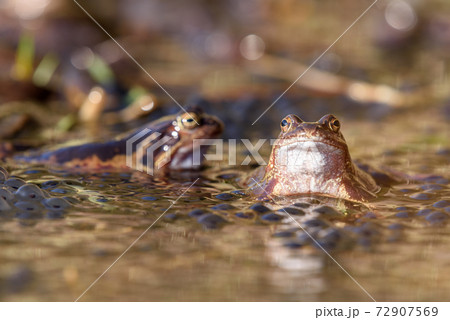 Common frogs laying eggs in a marsh Common frogs laying eggs in a marsh 72907569