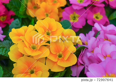 カラフルなプリムラジュリアンの花の写真素材