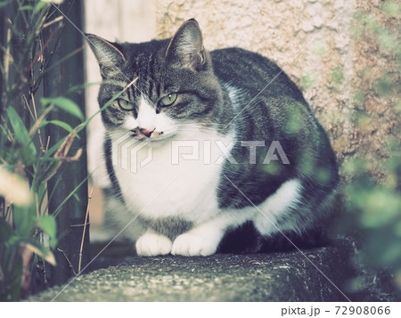 猫　イメージ 72908066