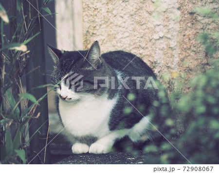 眠そうなねこ 72908067