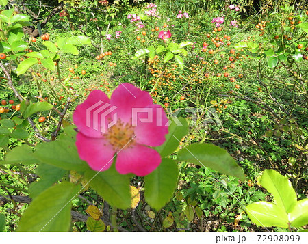 ピンク色のバラの花のオレンジ色のローズヒップの写真素材