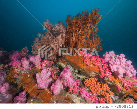 健康に育つ様々な珊瑚 (メルギー諸島、ミャンマー) 72908213
