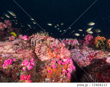 岩に擬態するオニカサゴの仲間 Bearded scorpionfish (メルギー諸島、ミャンマー) 岩に擬態するオニカサゴの仲間 Bearded scorpionfish (メルギー諸島、ミャンマー) 72908215