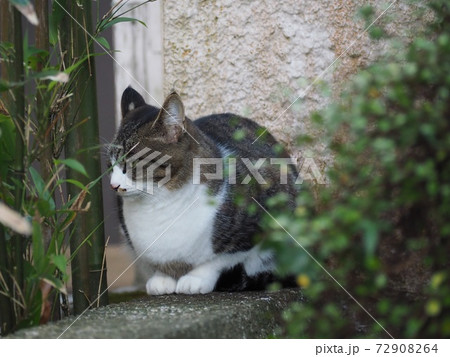 眠そうな猫 眠そうな猫 72908264