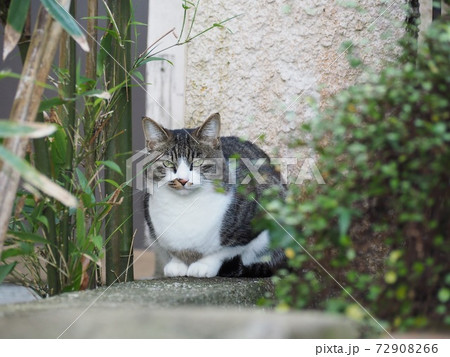 ねこ ねこ 72908266