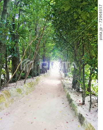 緑の道 72908357