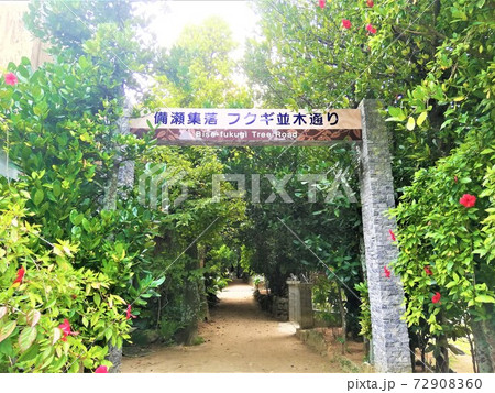 備瀬集落　フクギ並木通り 72908360