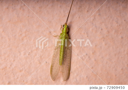 Typical Green Lacewing 72909450