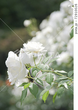 薔薇園に白い薔薇の花が咲いています。このバラの名前はアイスバーグ（シュネーヴィッチェン）です。 72910026