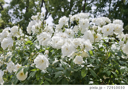 薔薇園に白い薔薇の花が咲いています。このバラの名前はアイスバーグ(シュネーヴィッチェン)です。 薔薇園に白い薔薇の花が咲いています。このバラの名前はアイスバーグ(シュネーヴィッチェン)です。 72910030