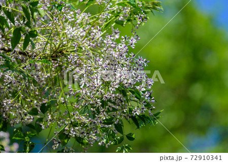センダンの白い花の写真素材