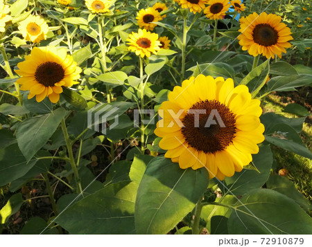 A field of sunflower  were blooming in the morning 72910879