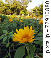 The yellow sunflowers in garden were blossom ,looked delighted 72910880