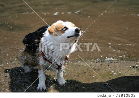 ブルブルで変顔犬の写真素材