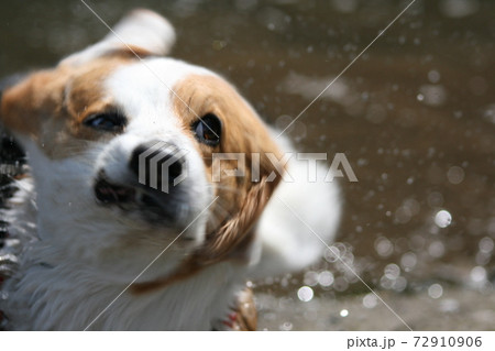 ブルブルで変顔犬の写真素材