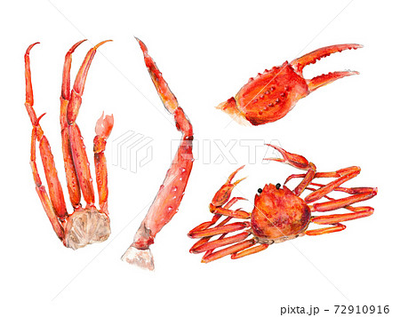色鉛筆と水彩で描いた蟹のパーツのイラスト素材
