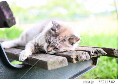 公園のベンチの上で寝る快眠ネコ 72911582
