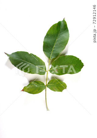 Still life Stock photography images 72912146