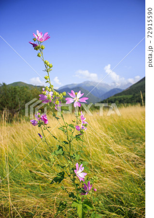 Mallow moschata species of mallow that grows in meadows and ditches of Tian Shan mountainous areas 72915590
