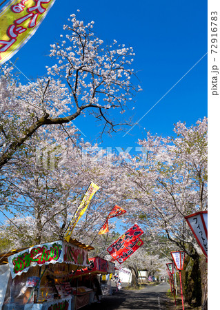 母智丘神社の桜祭り 72916783