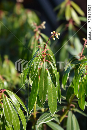 Japanese pieris Flaming Silver Japanese pieris Flaming Silver 72916932