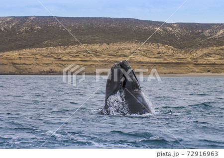 Whale Patagonia Argentina Whale Patagonia Argentina 72916963