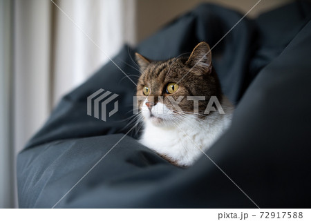 cat resting on comfortable bean bag cat resting on comfortable bean bag 72917588