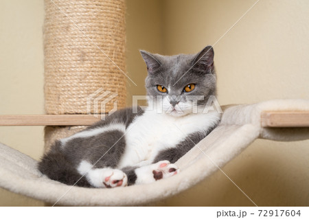 young british shorthair kitten resting on hammock young british shorthair kitten resting on hammock 72917604