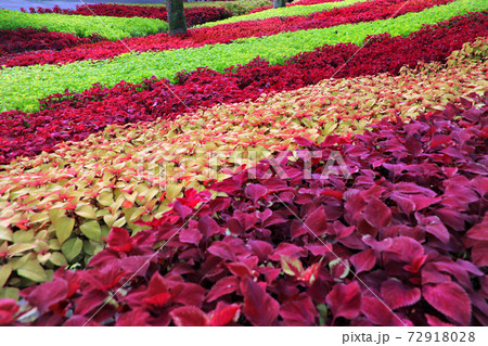 コリウスの庭園10 72918028