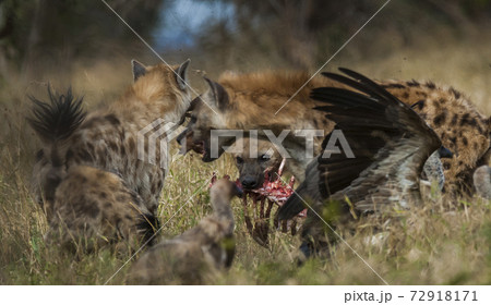 Hyena South Africa 72918171
