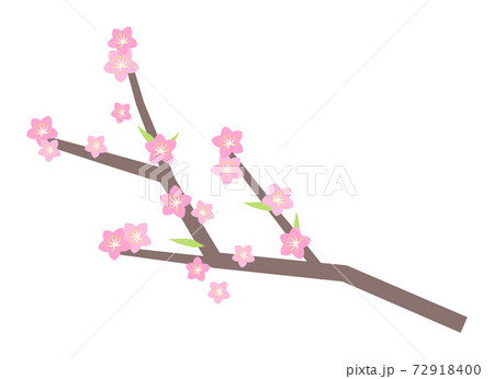 Peach blossom vector illustration - Stock Illustration [72918400