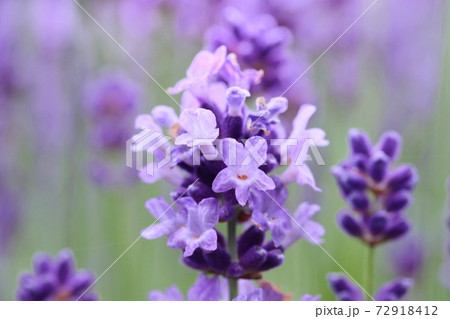 ラベンダーの花 クローズアップ 紫色のハーブの写真素材